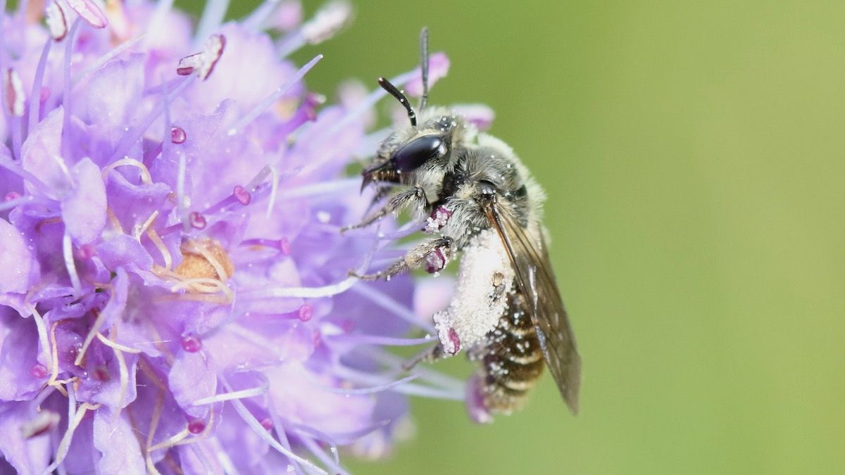 Most Rarest Invertebrates RSPB Rare Invertebrates | Cairngorms Trust
