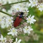 Blood red longhorn beetle in the wild showing paint marking for individual identification