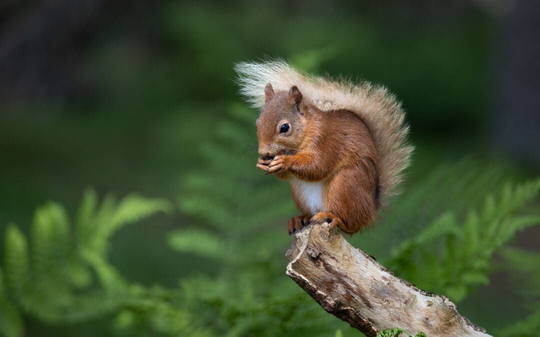 Notice of Cairngorms Trust AGM 2026