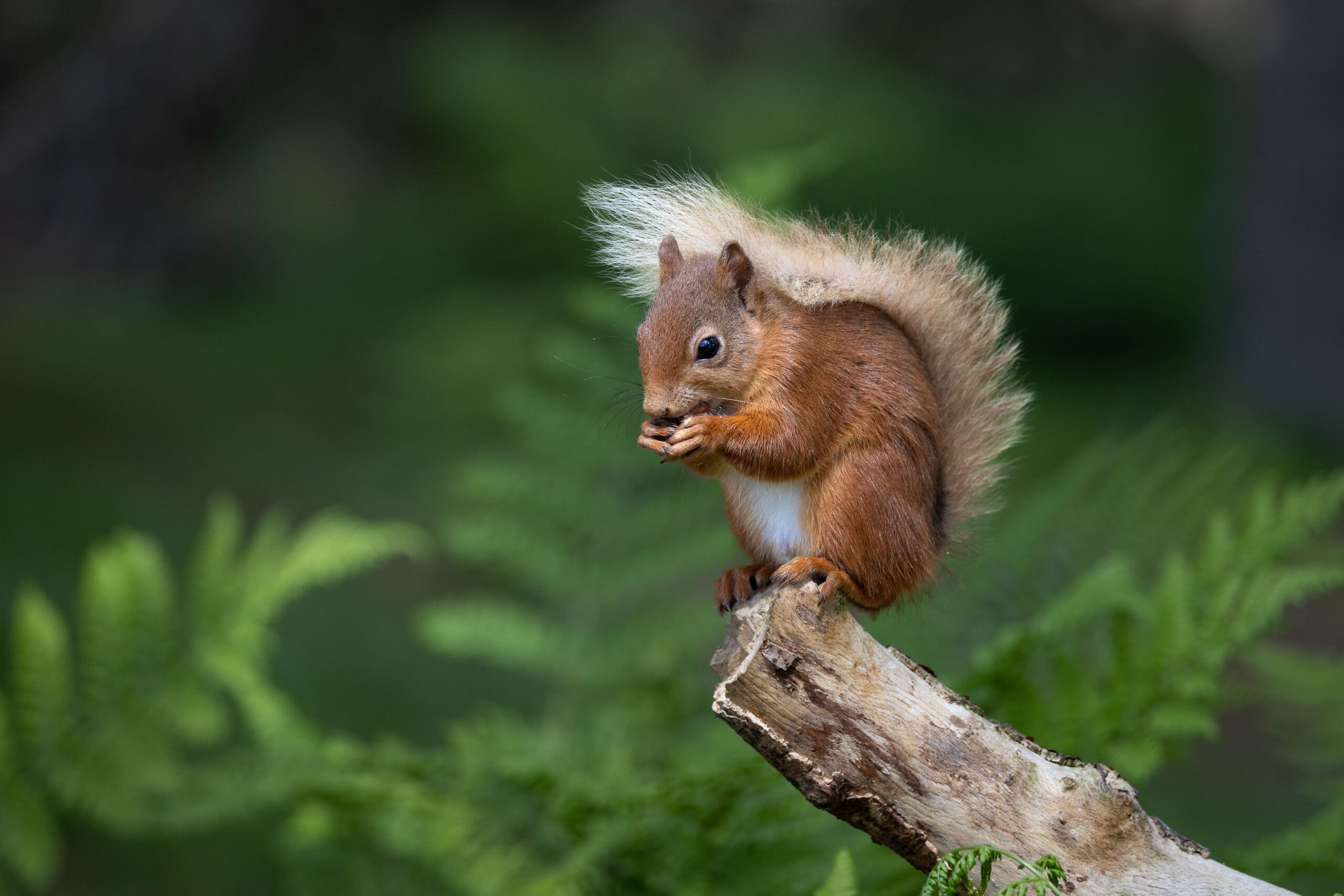 a squirrel on a branch