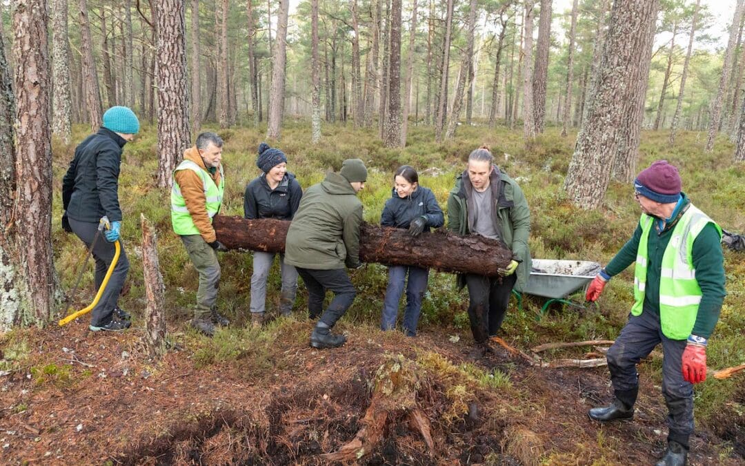 Greening Anagach Woods, with funds from Networks for Nature